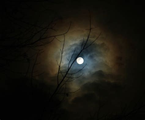 The Eye Lunar Corona Peeking Through The Trees Sky And Telescope