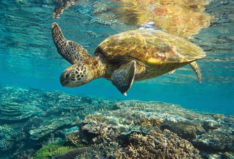 Queenslands Turtle Preservation Programs Now Tourist Attractions