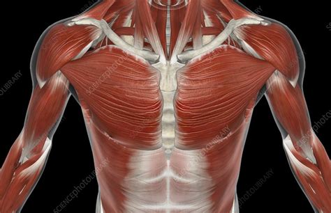 Upper Body Muscles Diagram