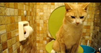 Cara mencegah dan merawat kucing dari penyakit batu karang ...