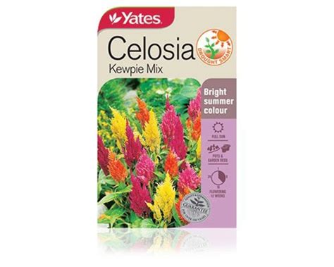 Celosia Kewpie Mix Yates Seeds For Gardens