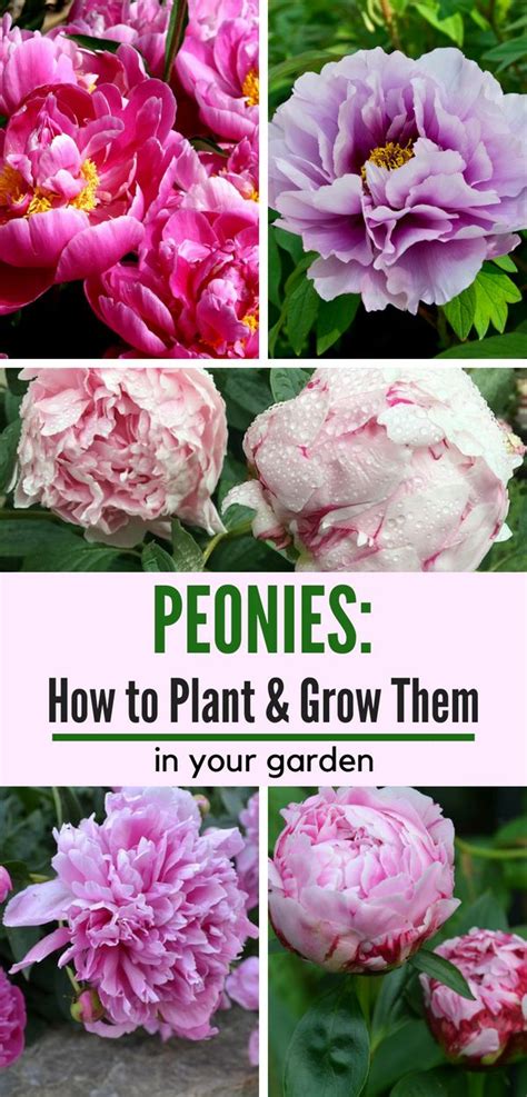 The most favorable time when it. How to Plant and Care for Peonies - Natalie Linda | Peony ...