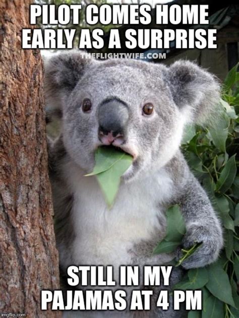 25 Memes That Sum Up Pilot Wife Life Perfectly Koala Meme Bones
