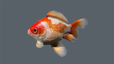 Goldfish Animation 3d Model Turbosquid 1584964