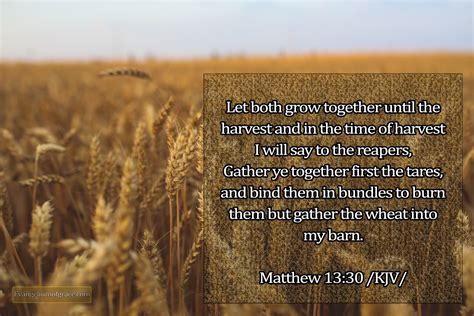 Sower Kingdom Of Heaven Grow Together Verse Of The Day Reaper Kjv
