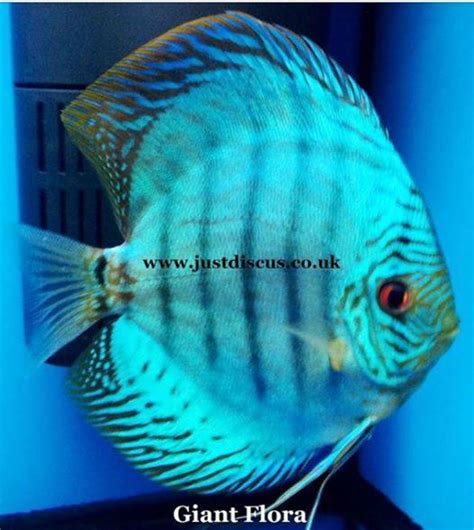 Premium fish food pellets is best to feed to discus. Baby discus fish for sale Wednesfield, Sandwell