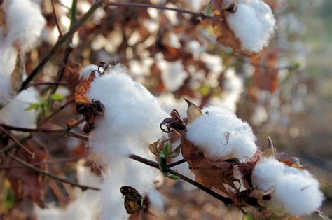 Cotton In Cotton Fields Free Stock Photo Public Domain Pictures