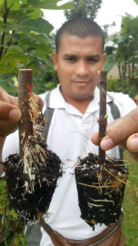 29 keratan rentas batang pokok. AdamHawa's Garden