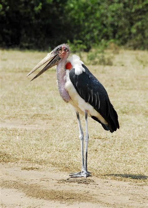 15 Ugly Facts About Africas Marabou Stork Leptoptilos Crumeniferus