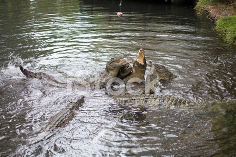 Fighting Crocodiles Stock Photo Royalty Free Freeimages