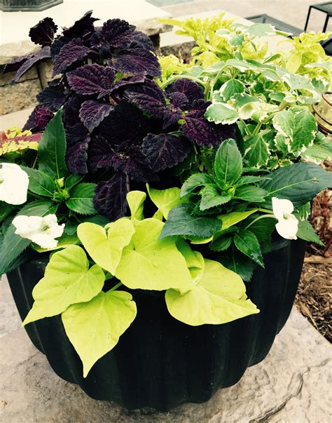 Beautiful Planter For Part Sunshade Container Plants