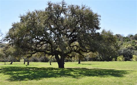 Live Oak Tree Texas Care Climax Webcast Photogallery