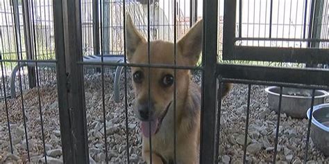 Jonesboro Animal Control Lowers Adoption Price For National Dog Day