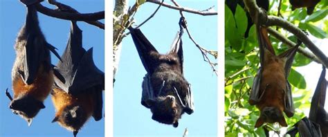 Faq Flying Foxes In The Clarence Valley Clarence Conversations