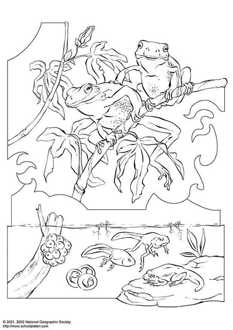 Tree Frog Coloring Pages Coloring Home