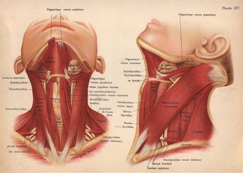 1905 Neck Muscles Tendons And Ligaments Print Human Anatomy