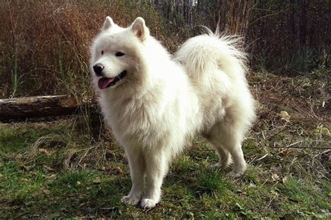 April 2, 2017 read more. 10 Irresistible Big Fluffy Dog Breeds | Canine Weekly