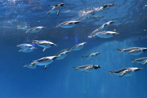 Nagasaki Penguin Aquarium Subantarctic Penguin Pool Photo Download