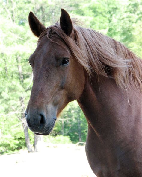Horse Portrait 2 Free Stock Photo Freeimages