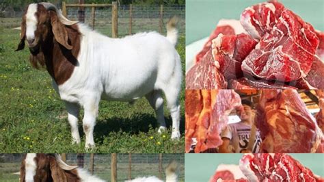 Bingung bagaimana mengolah daging kambing agar daging kambing tidak lagi berbau yang tajam? Harga Daging Kambing Sekilo 2020