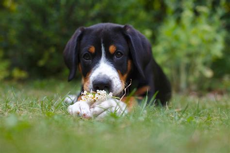 Entlebucher Mountain Dog Facts For Future Owners