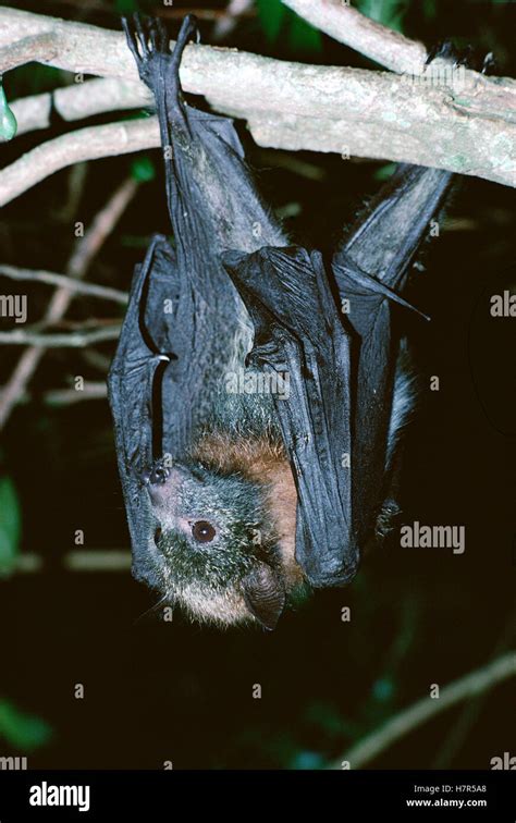 Gray Headed Flying Fox Pteropus Poliocephalus Hanging From Tree
