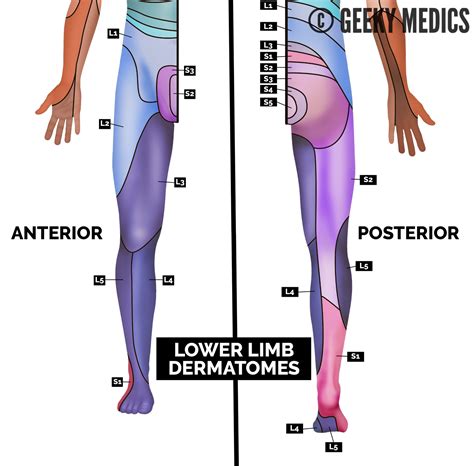 Lower Extremity Dermatomes And Myotomes Google Search Orthopedic My