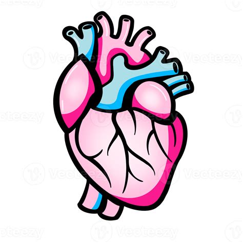The Human Heart 13361128 Png