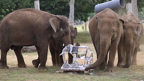 Woburn Safari Park Elephant Enrichment With An Ice Sculpture Youtube