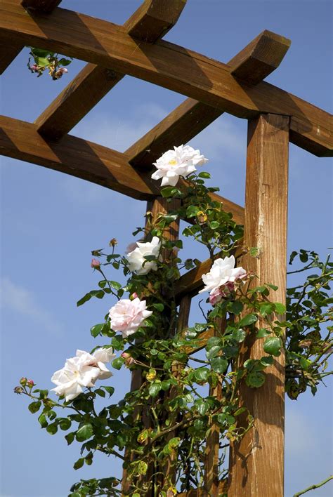 Training Climbing Roses How To Get A Climbing Rose To Climb Rosa