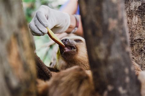 Diamante Animal Sanctuary Costa Rica Sloth Feeding Eco Blog 2019