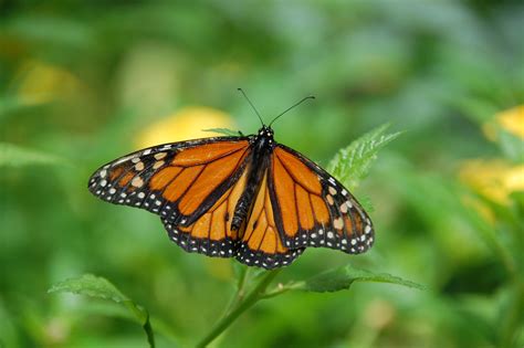 1366x768 Wallpaper Monarch Butterfly Peakpx