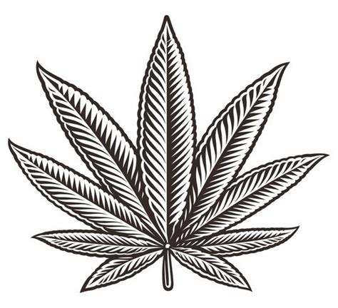 Ilustración vectorial de una hoja de cannabis 560617 Vector en Vecteezy