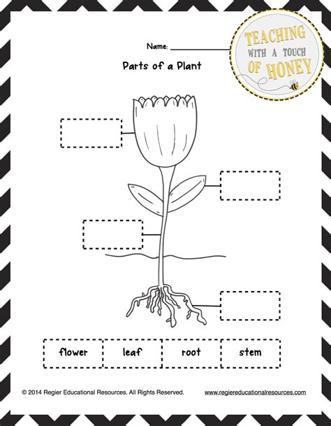 Parts Of A Plant Printable