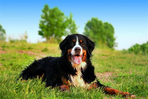 Bernese Mountain Dog Breed Information Pet365