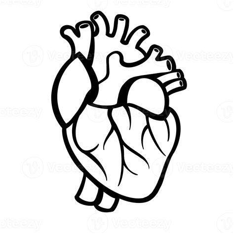 Human Heart Drawing 13394300 Png