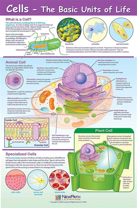 Cell The Basic Unit Of Life Biology Worksheet Science Cells Biology