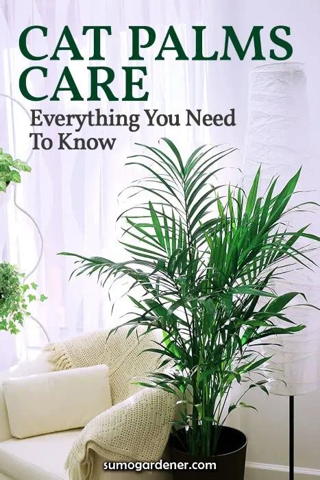 Cat Palms Care Everything You Need To Know