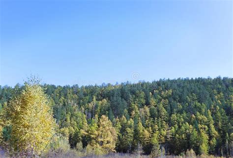 Autumn Deciduous And Coniferous Forest Sunny Autumn Day Stock Photo