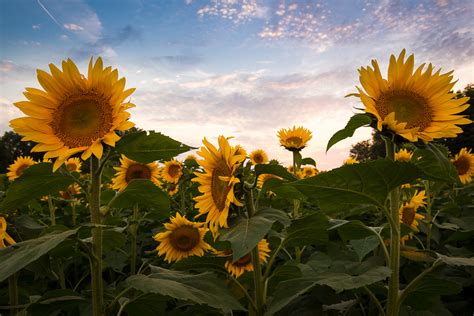 Kansas Sunflowers Michael Strickland Images