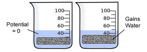 Investigation Osmosis And Water Potential