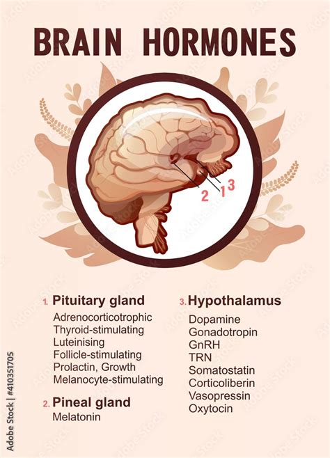 Human Brain Hormones Information Poster Stock Vector Adobe Stock