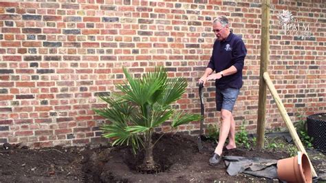 Planting A Palm Tree Youtube