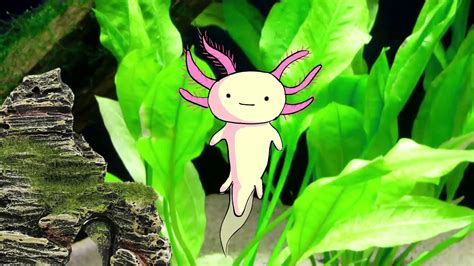 Axolotl Adventures Youtube
