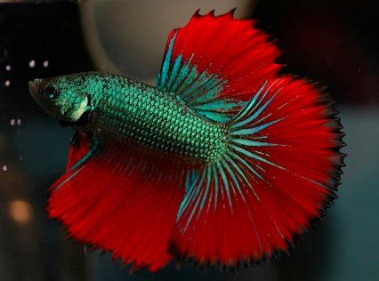 Captive siamese fighting fish were bred especially for fighting, and in the past, grew in popularity to the point where the king of thailand started licensing fights and collecting these fish around 1840. Frequently asked questions on Siamese fighters — Practical ...