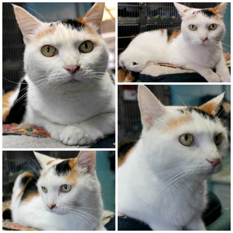 We envision a connecticut where each companion animal finds a permanent, compassionate home. Adopt Jeanie on | Cat adoption, Humane society, Calico cat