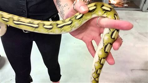 Platinum Tiger Reticulated Pythons At Lllreptile Youtube