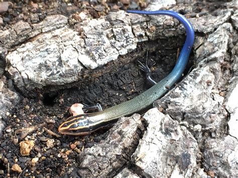 16 Lizards With Blue Tails Pictures And Identification