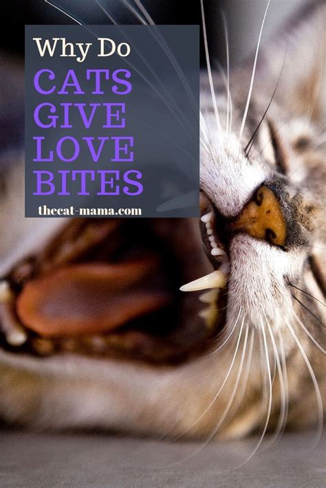Do Cats Give Love Bites What Does It Mean When Your Cat Bites You Cat Biting Cat Behavior