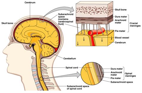Membranes Or Meninges Of The Craniosacral System
